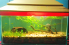 Planted aquarium